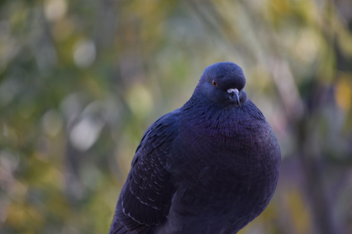 Tranh phong thủy phòng bếp chiêu tài lộc đẹp 2025